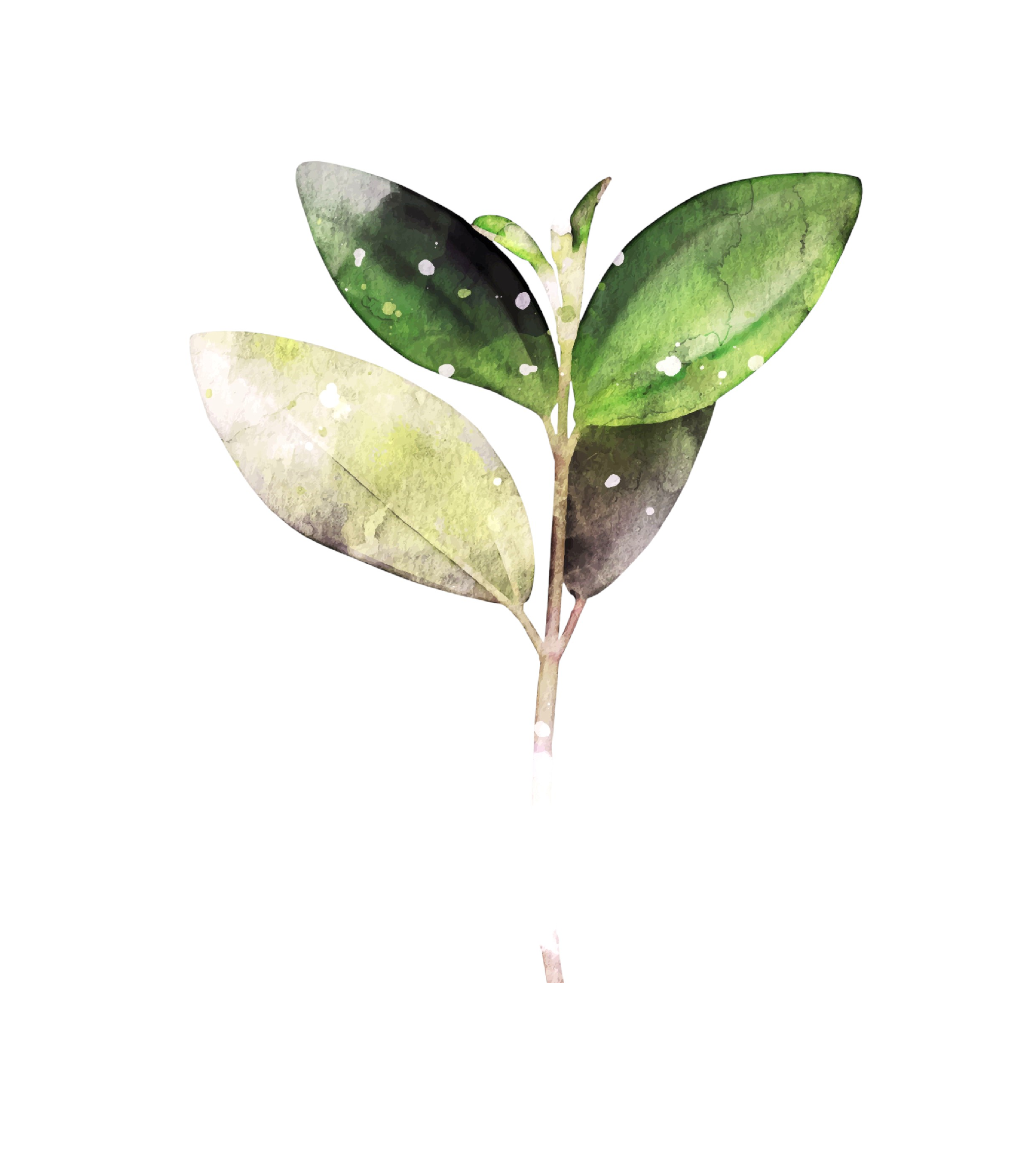 HOYA