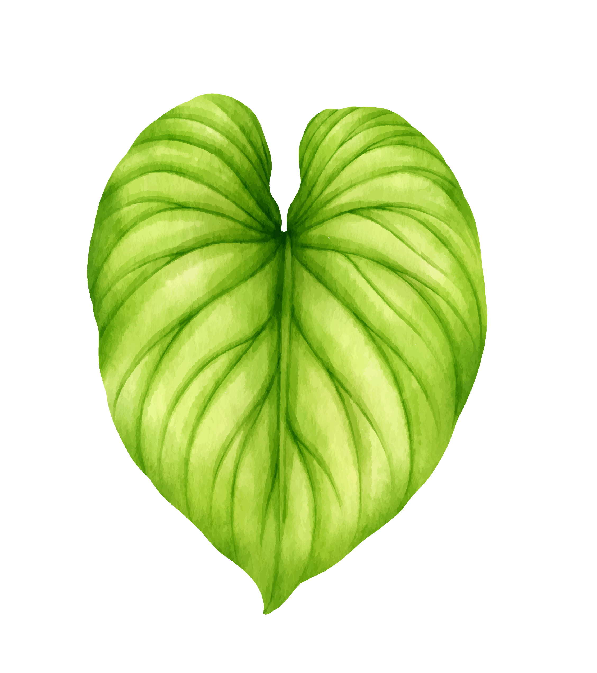 PHILODENDRON