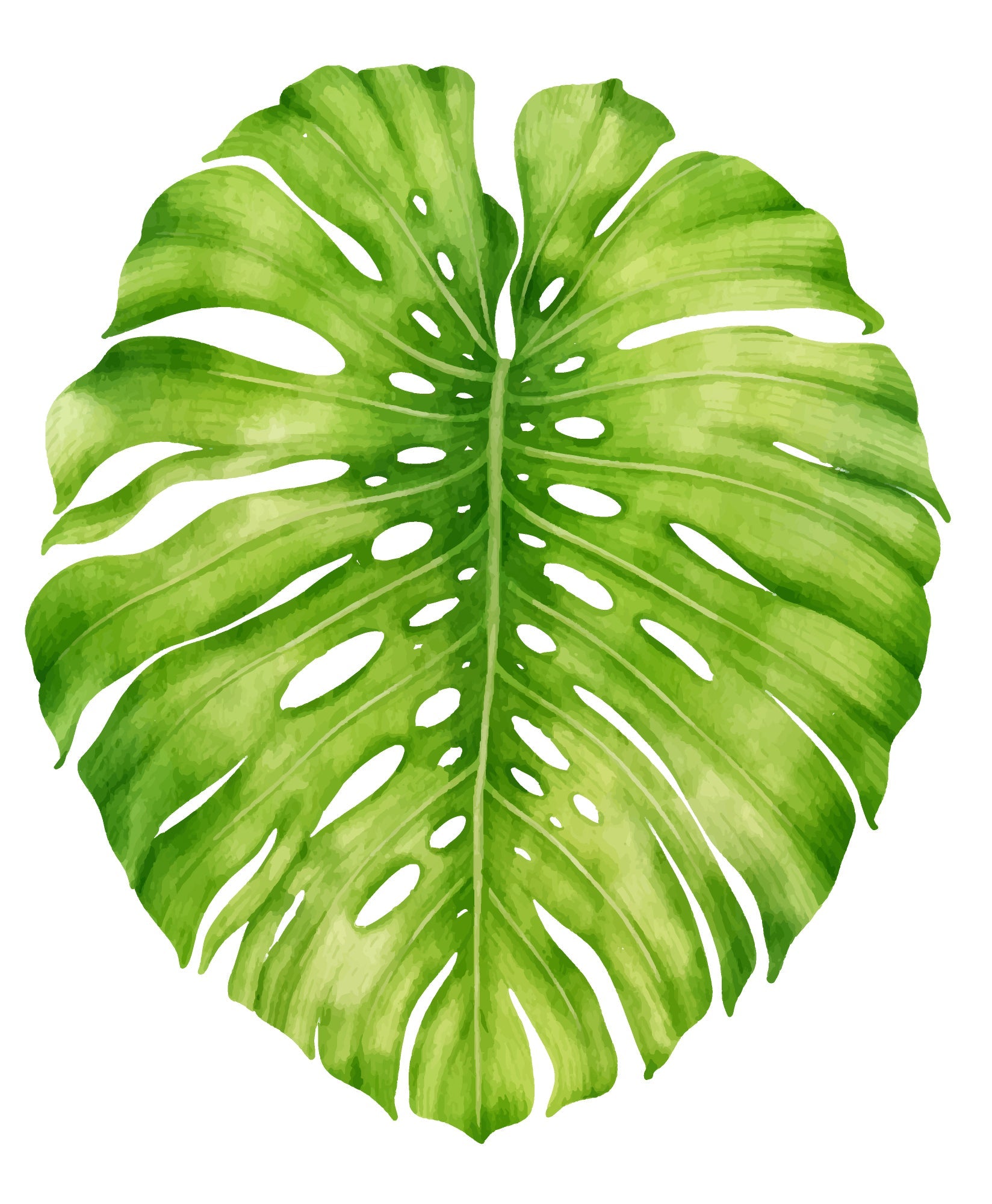 MONSTERA
