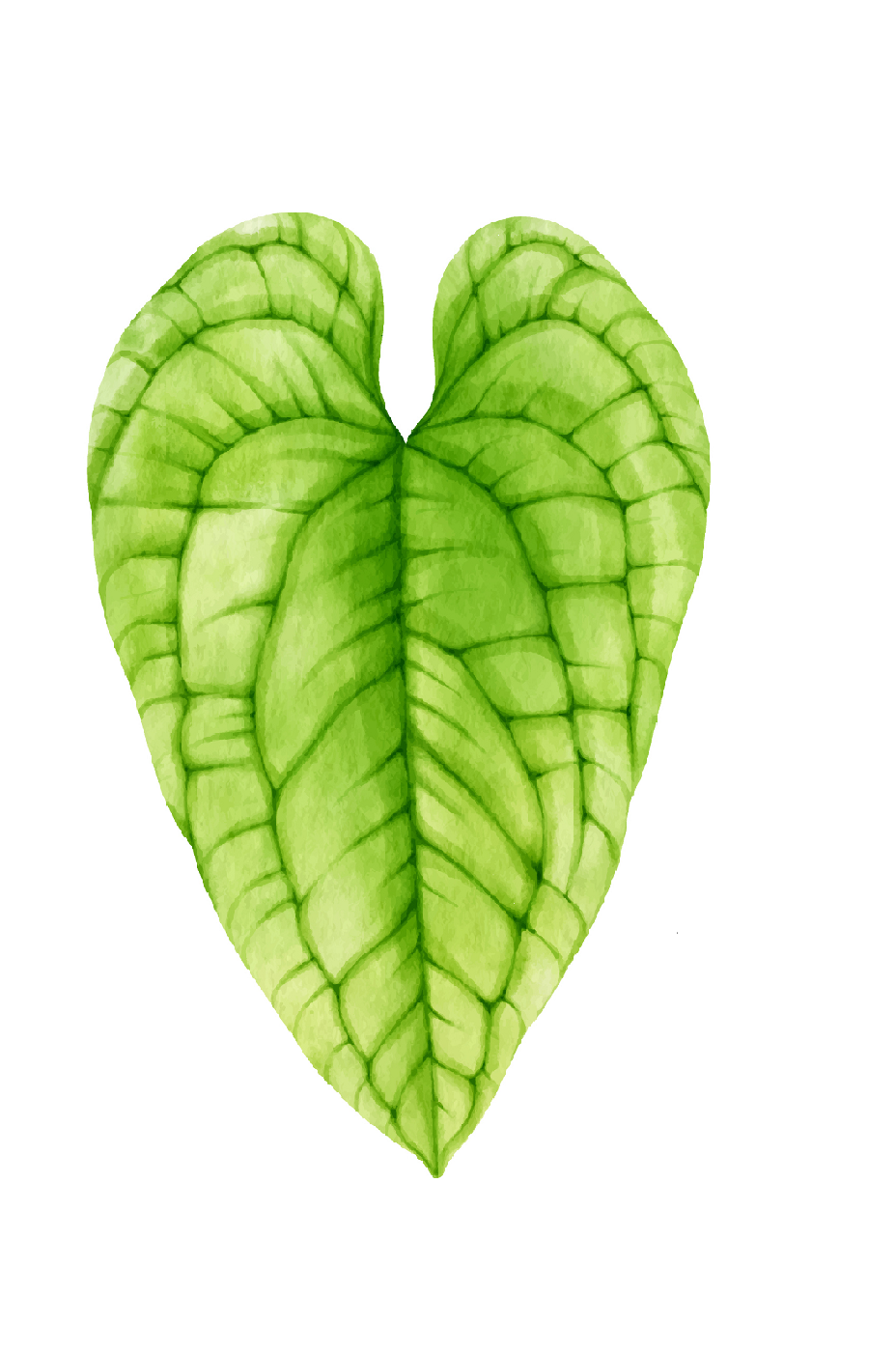 ANTHURIUM