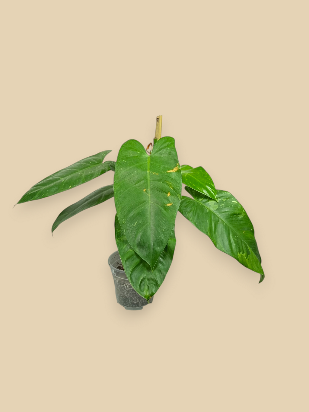 Philodendron Jose Bueno XXL