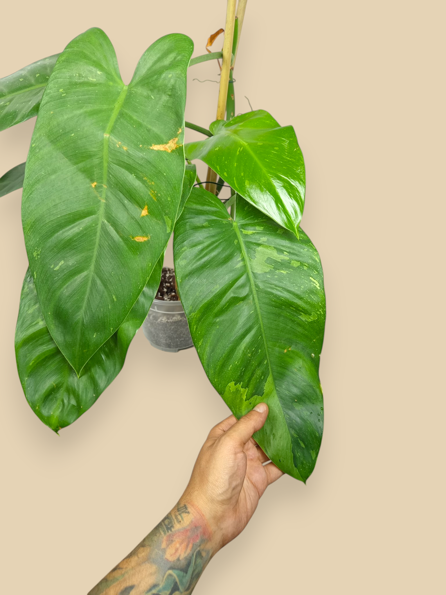 Philodendron Jose Bueno XXL