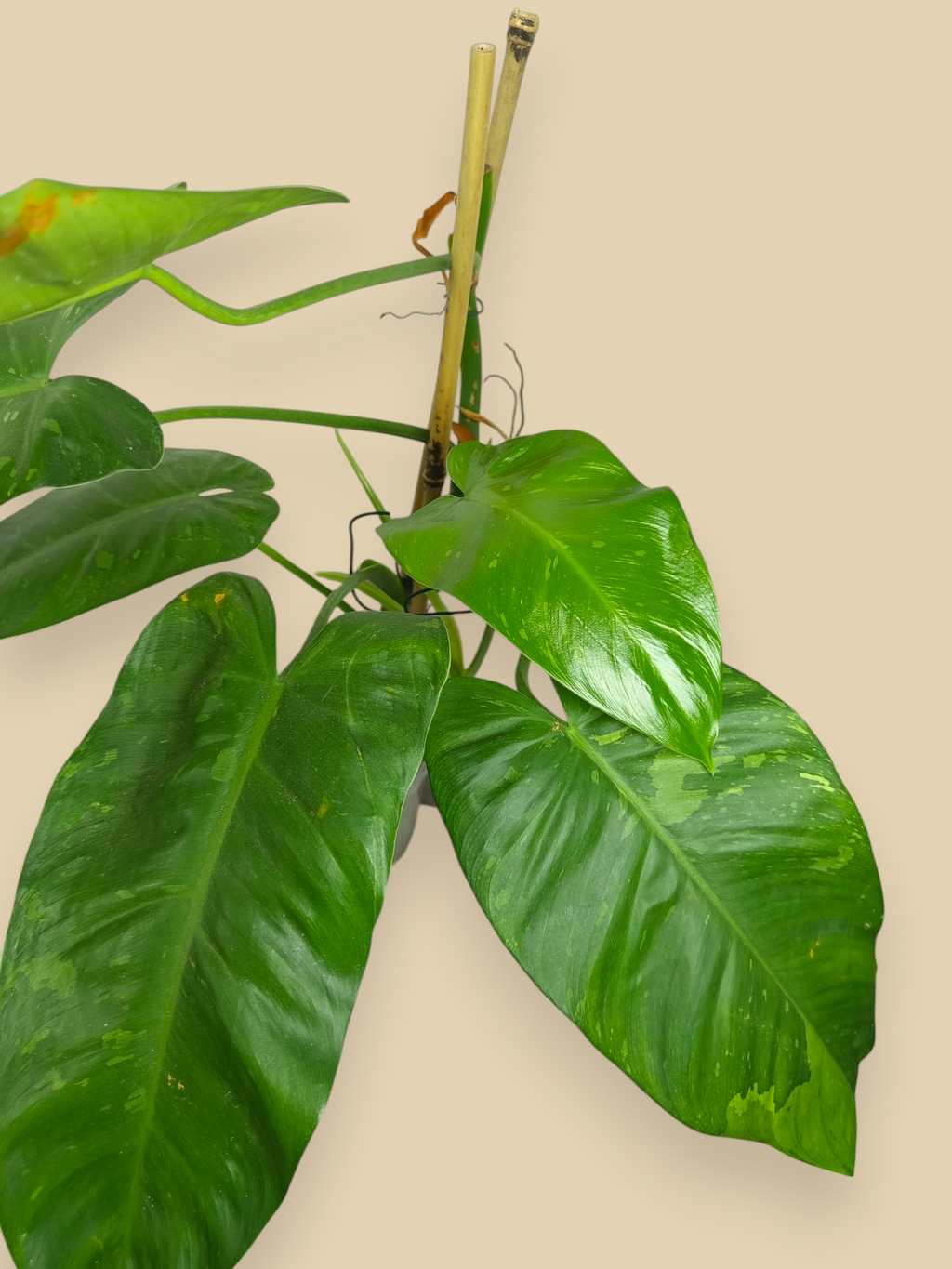 Philodendron Jose Bueno XXL