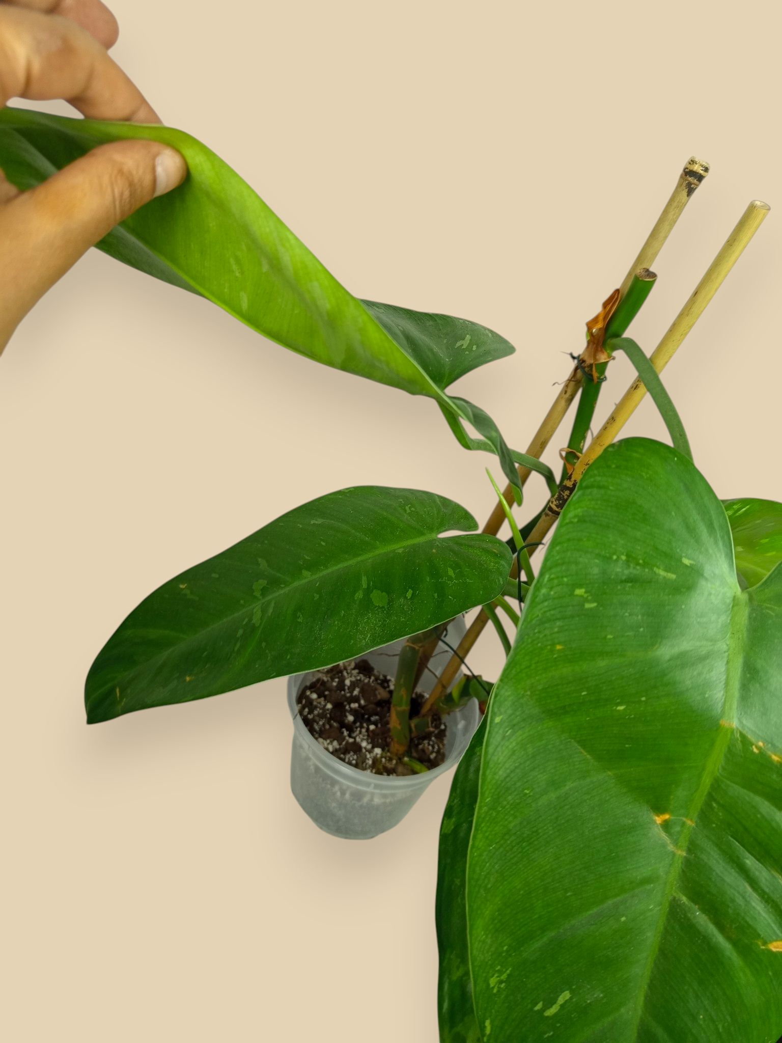 Philodendron Jose Bueno XXL