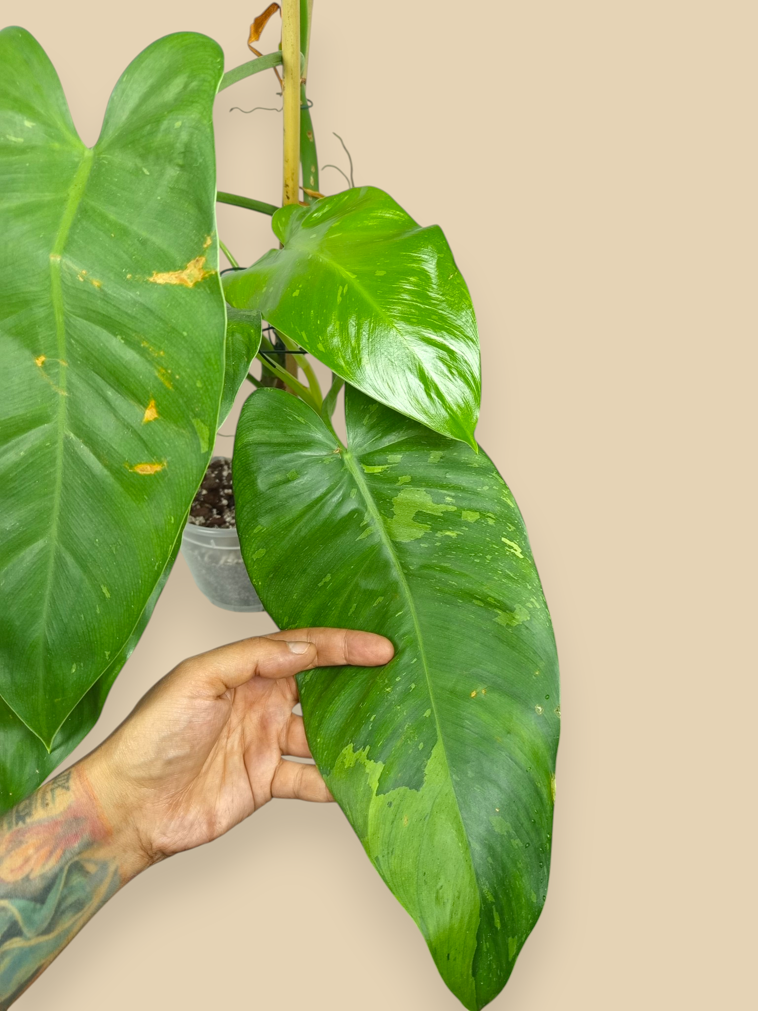 Philodendron Jose Bueno XXL