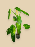 Philodendron Jose Bueno XXL