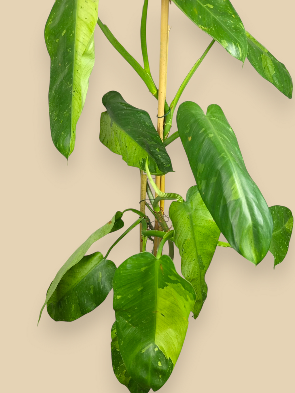 Philodendron Jose Bueno XXL