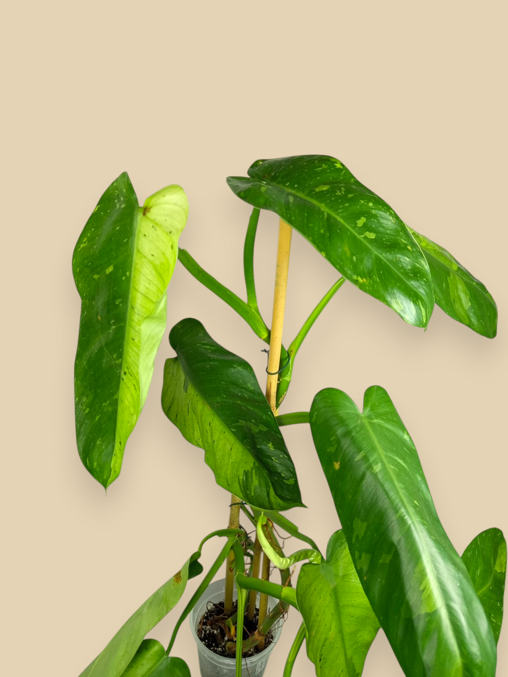 Philodendron Jose Bueno XXL