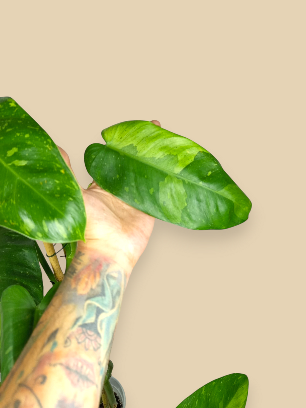 Philodendron Jose Bueno XXL