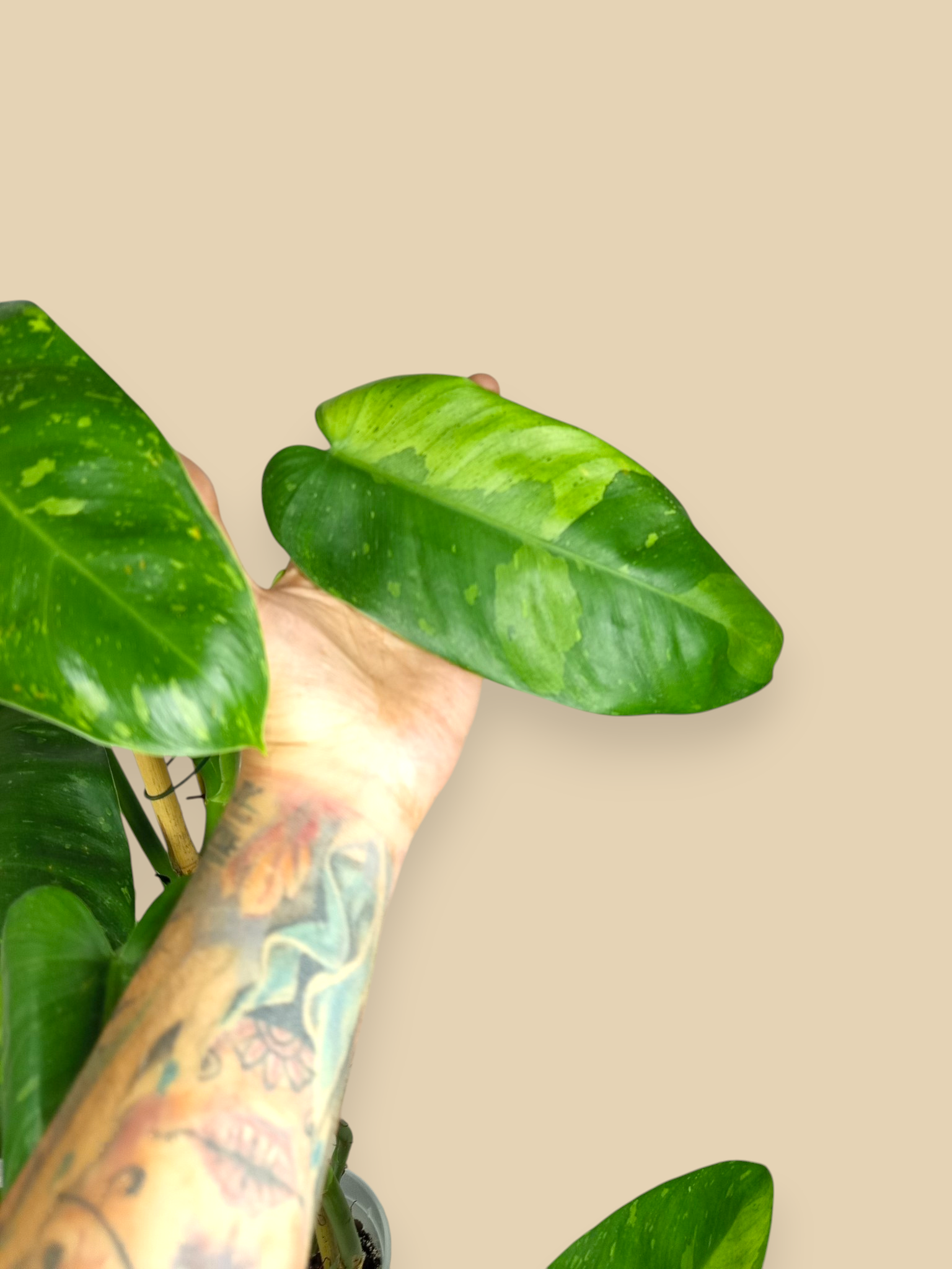 Philodendron Jose Bueno XXL