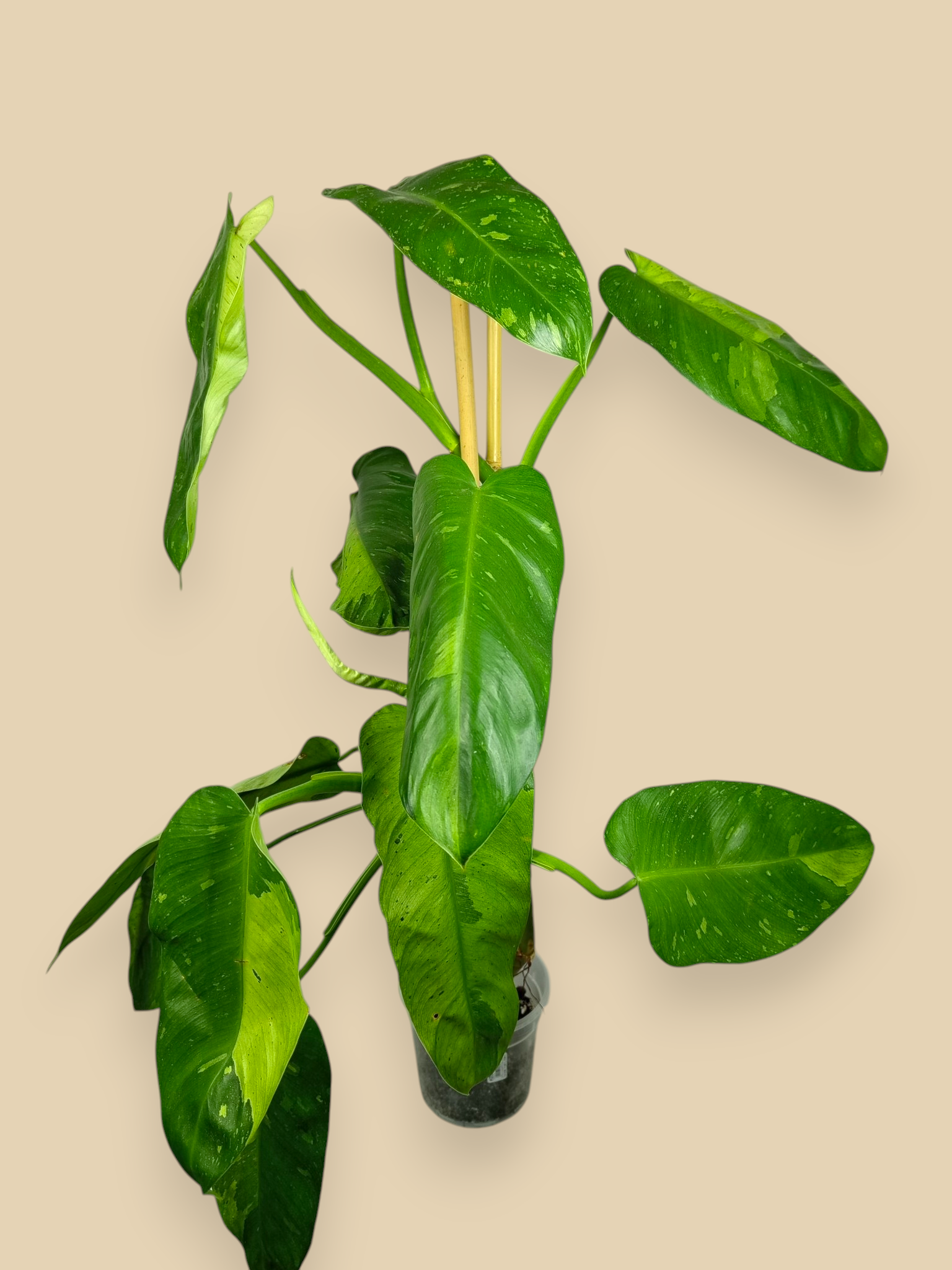 Philodendron Jose Bueno XXL