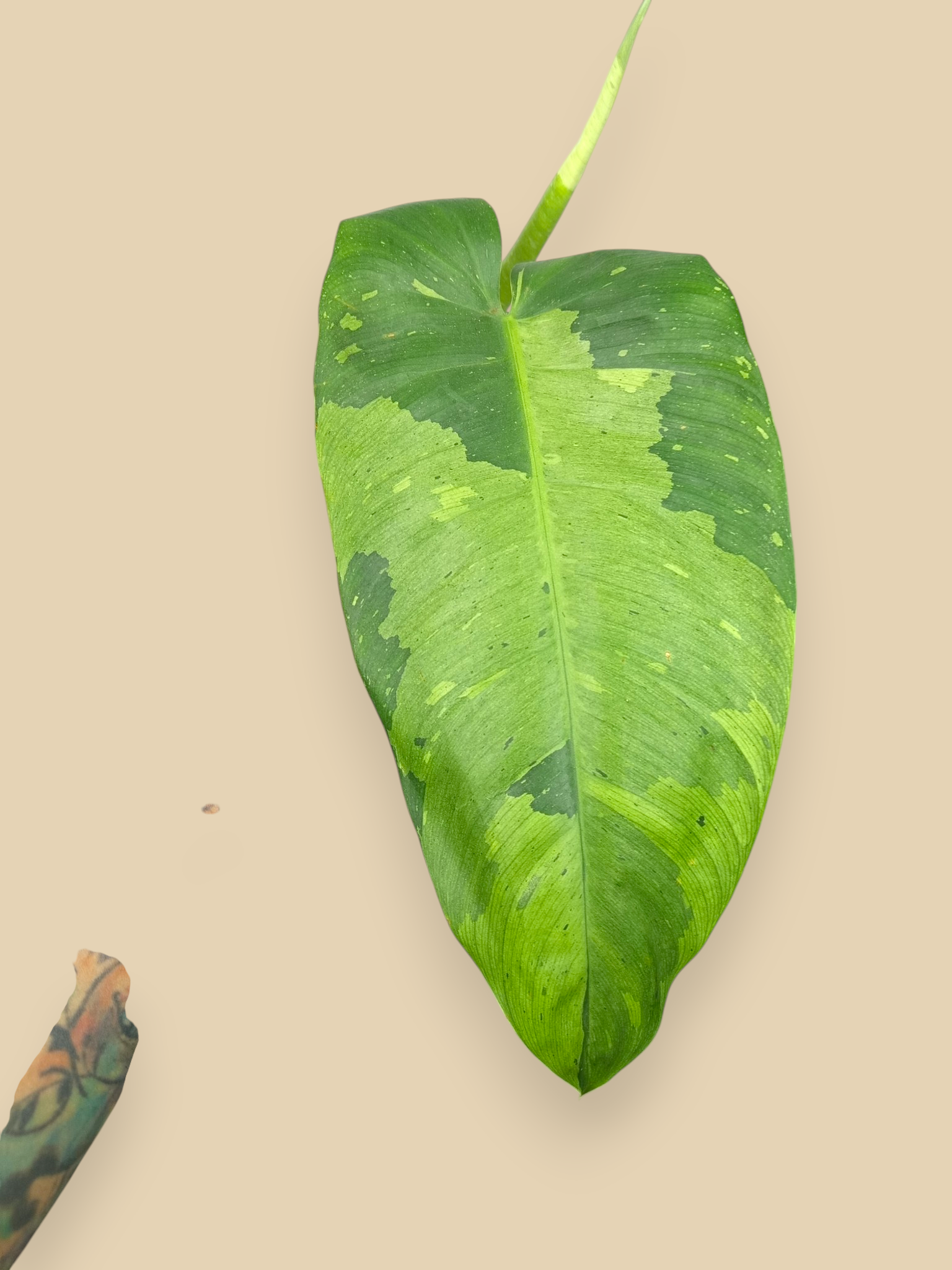 Philodendron Jose Bueno XL Top