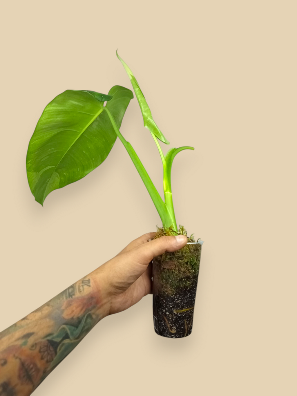 Philodendron Jose Bueno XL Top