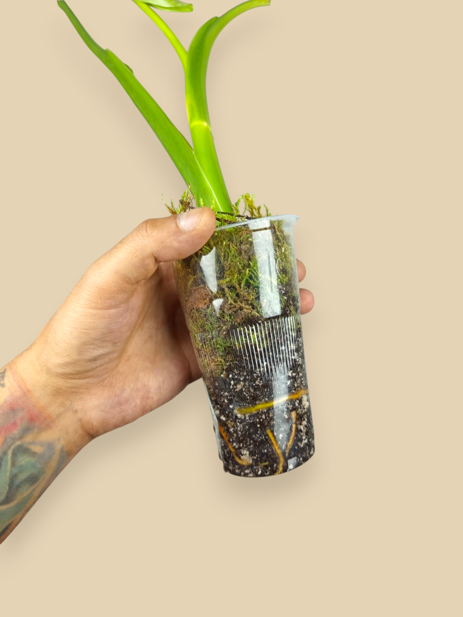 Philodendron Jose Bueno XL Top