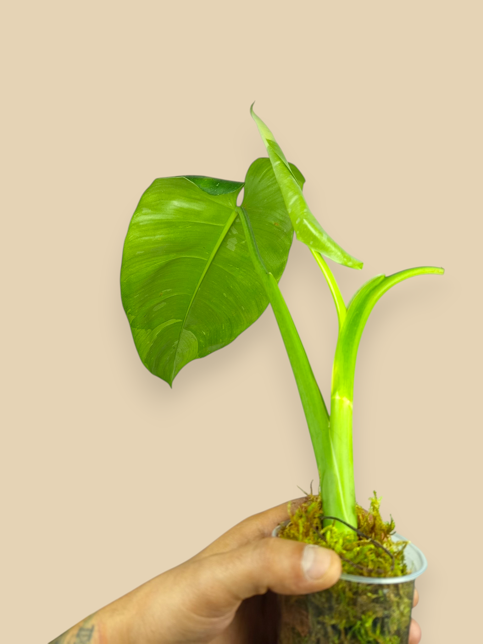 Philodendron Jose Bueno XL Top