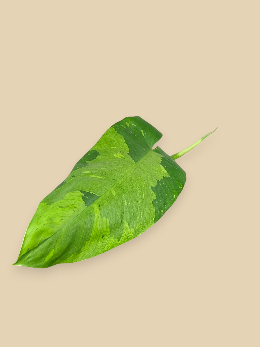 Philodendron Jose Bueno XL Top