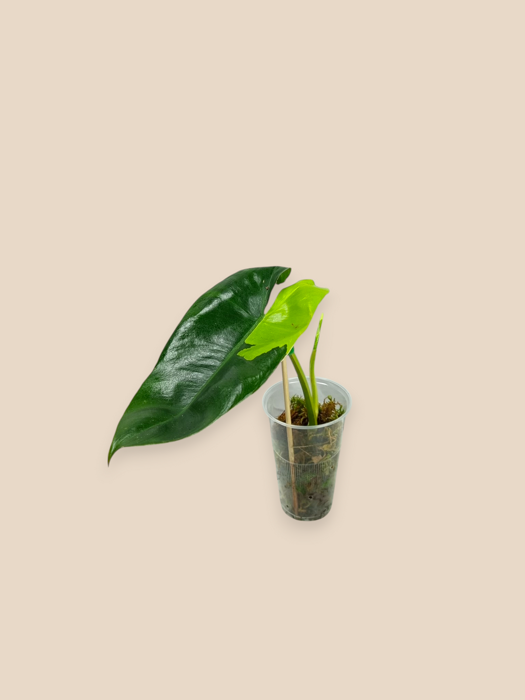 Philodendron Burle Marx Variegata