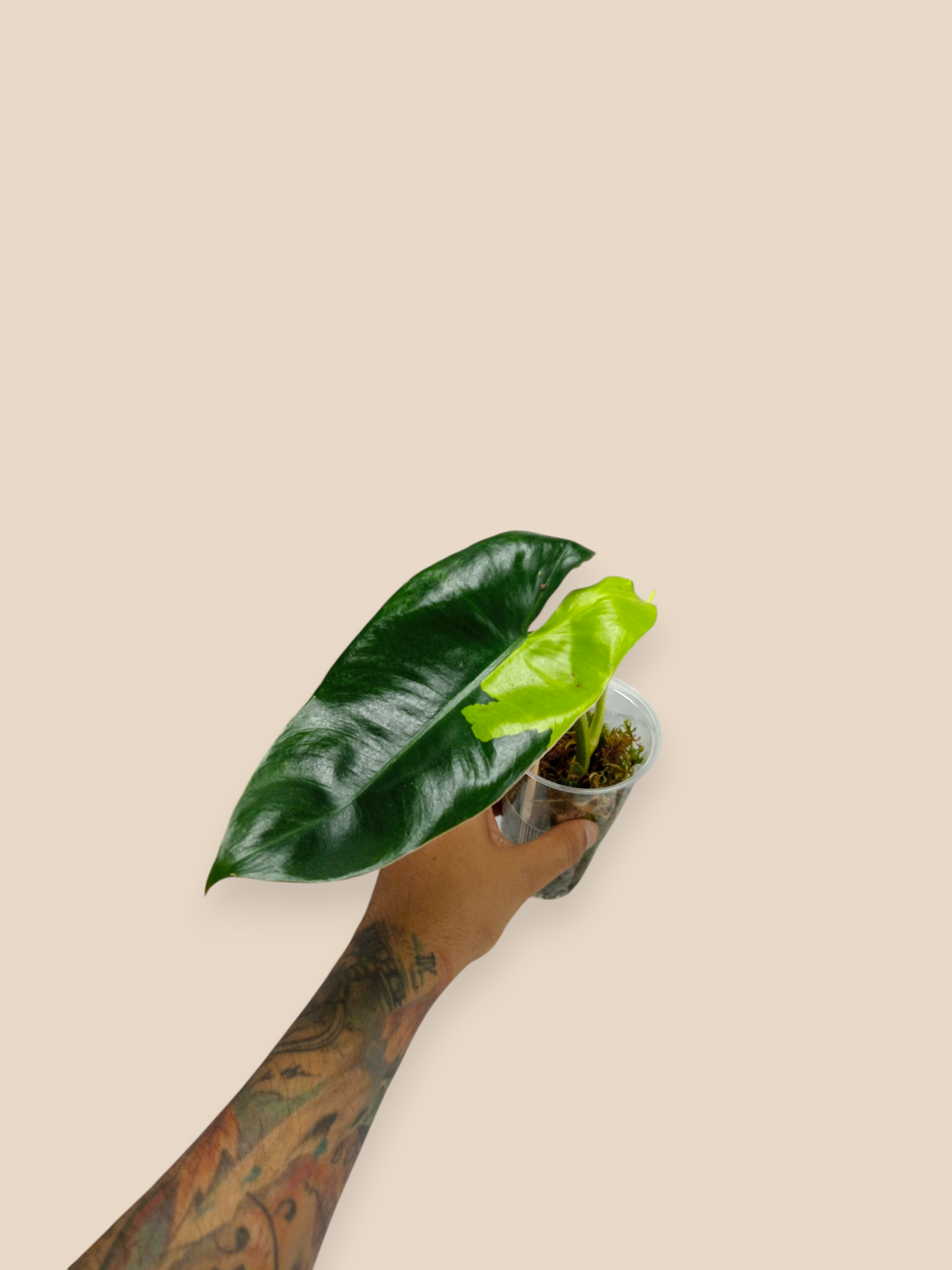 Philodendron Burle Marx Variegata