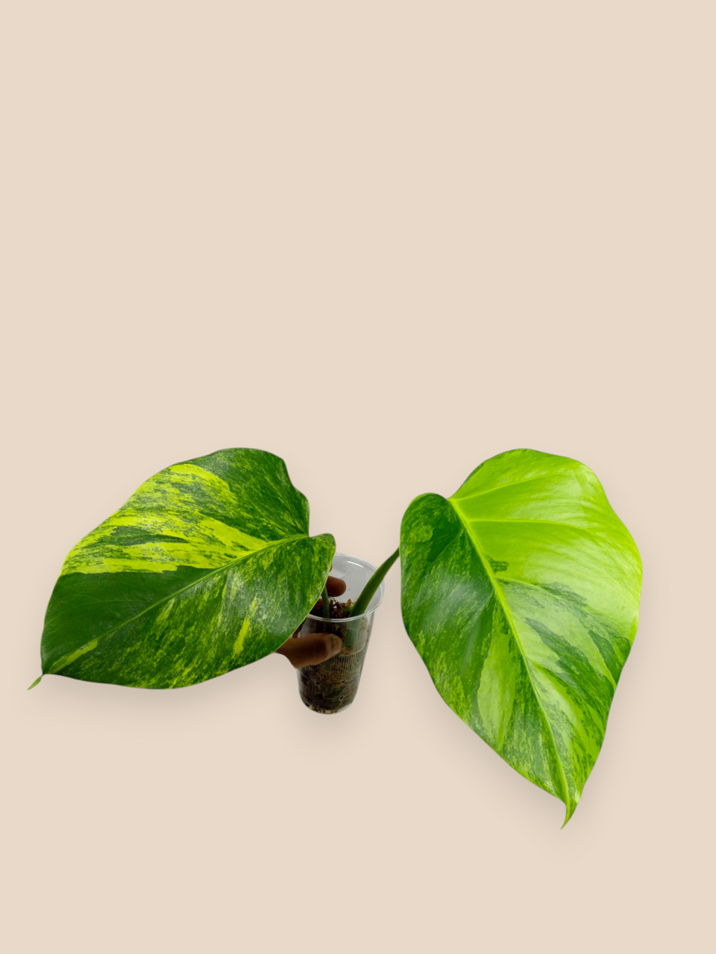 Monstera Aurea Marmota Top