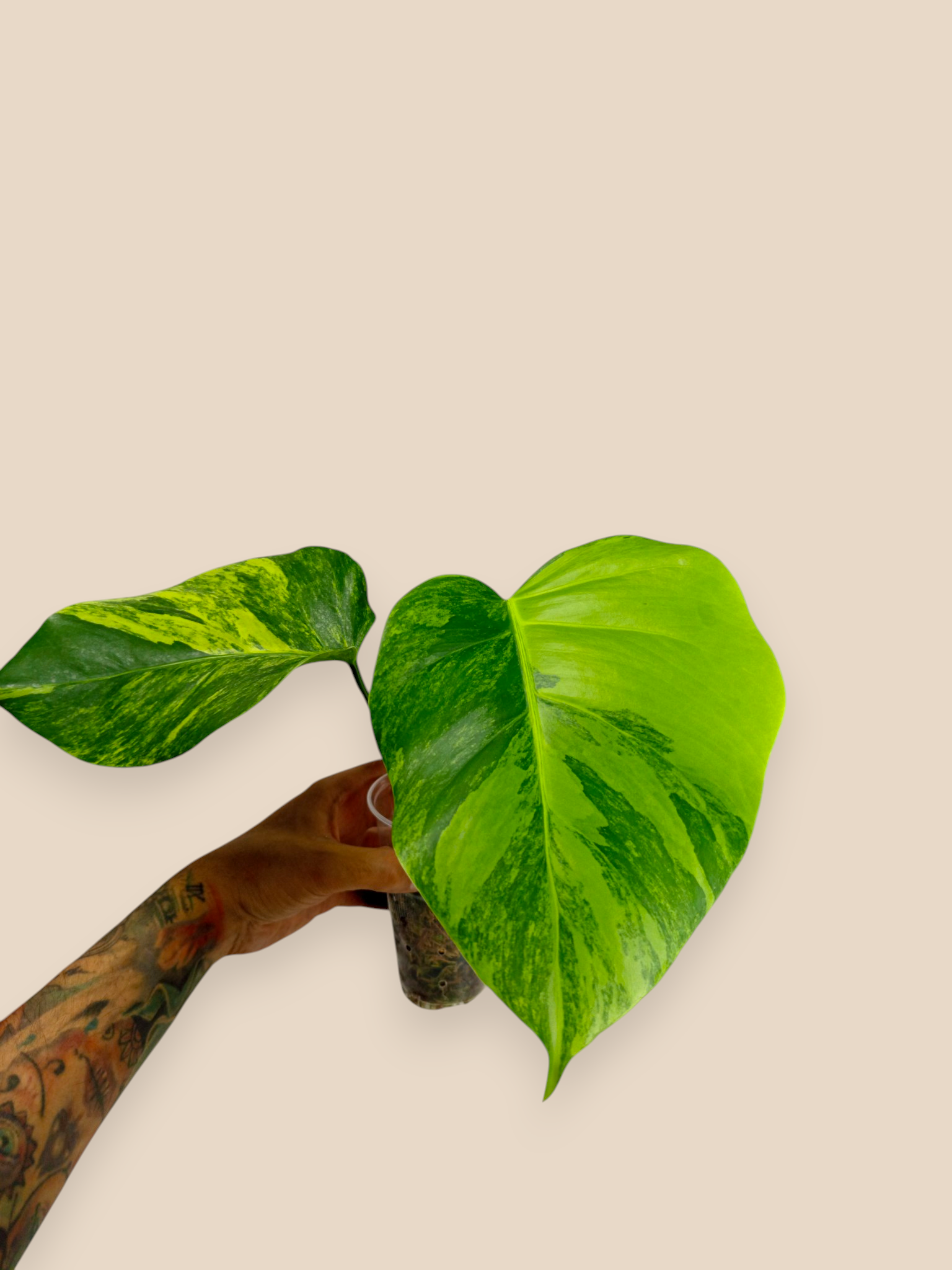 Monstera Aurea Marmota Top