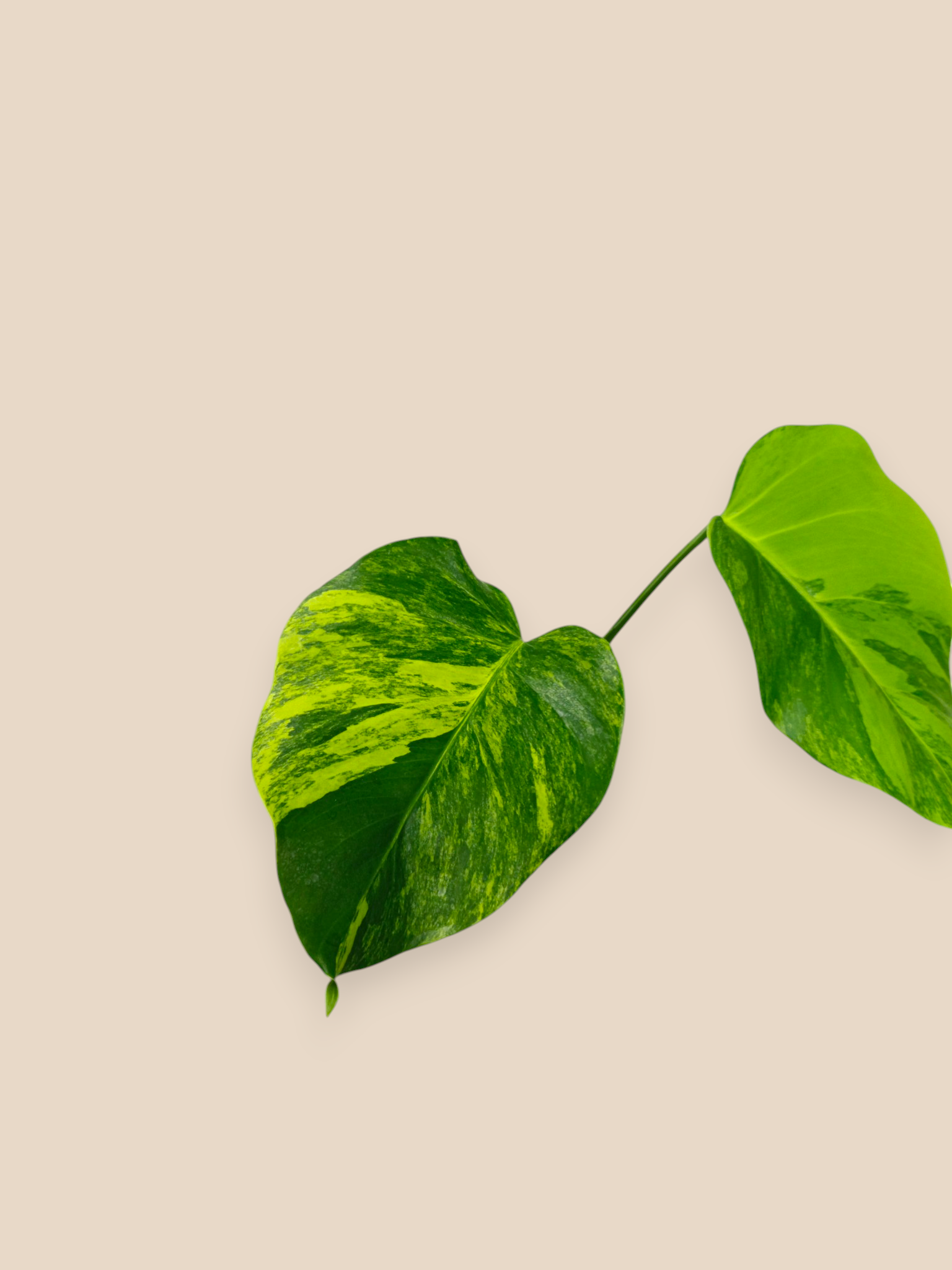 Monstera Aurea Marmota Top