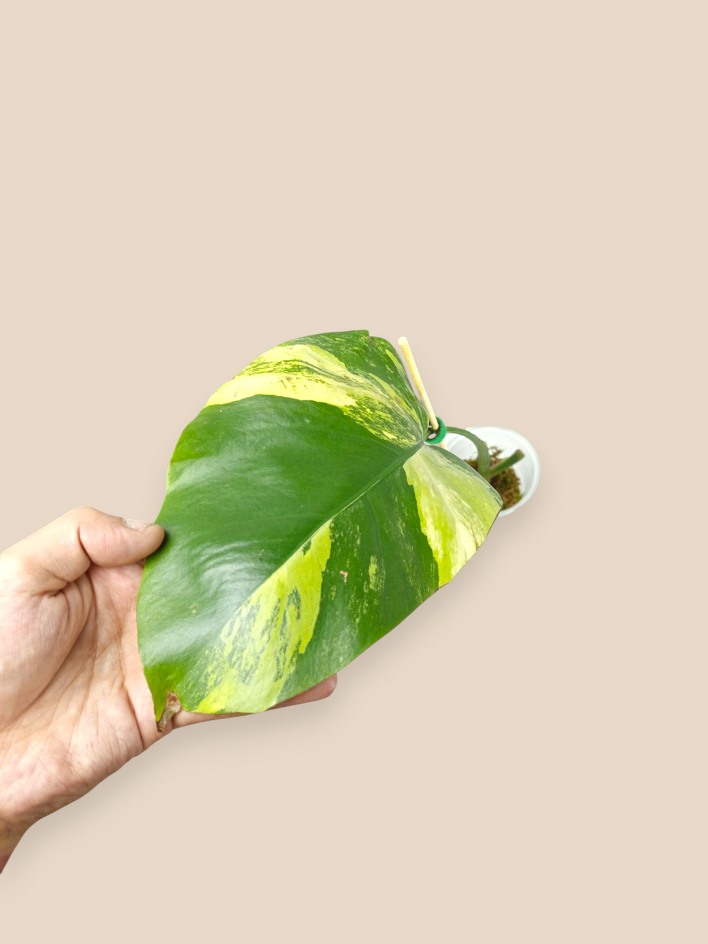 Monstera Aurea Marmota