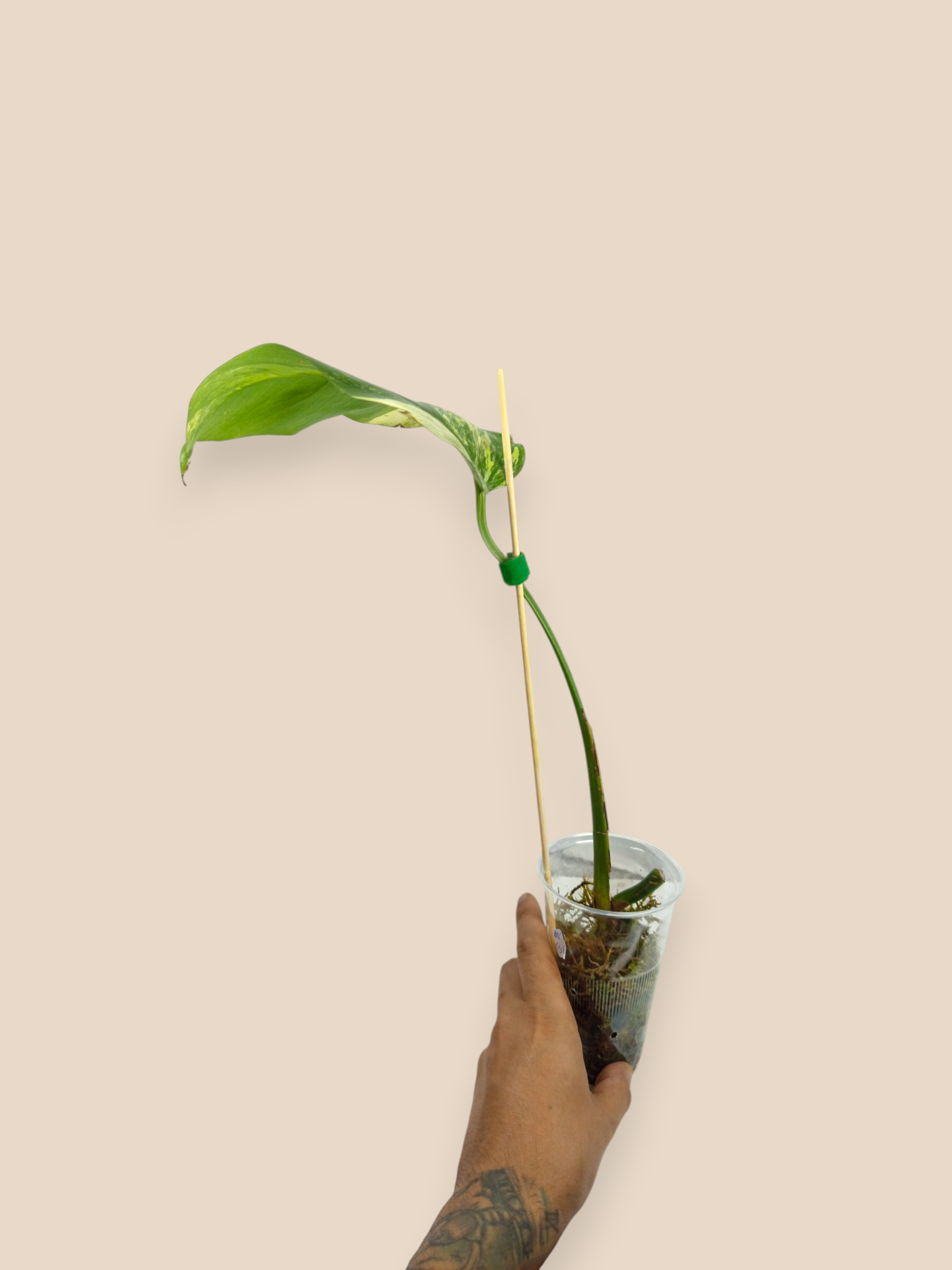 Monstera Aurea Marmota