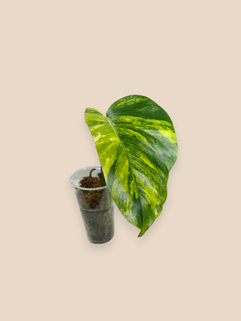 Monstera Aurea Marmota