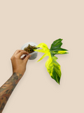 Philodendron Florida Beauty x Mayoi