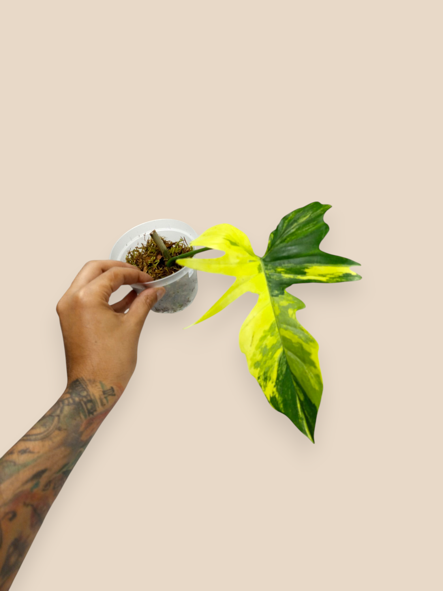 Philodendron Florida Beauty x Mayoi