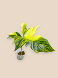 Philodendron Florida Beauty x Mayoi