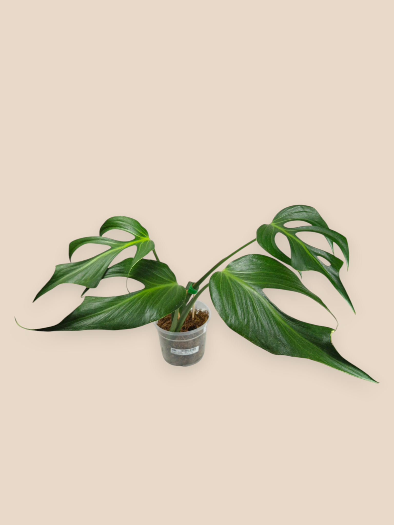 Monstera Burle Marx Flame
