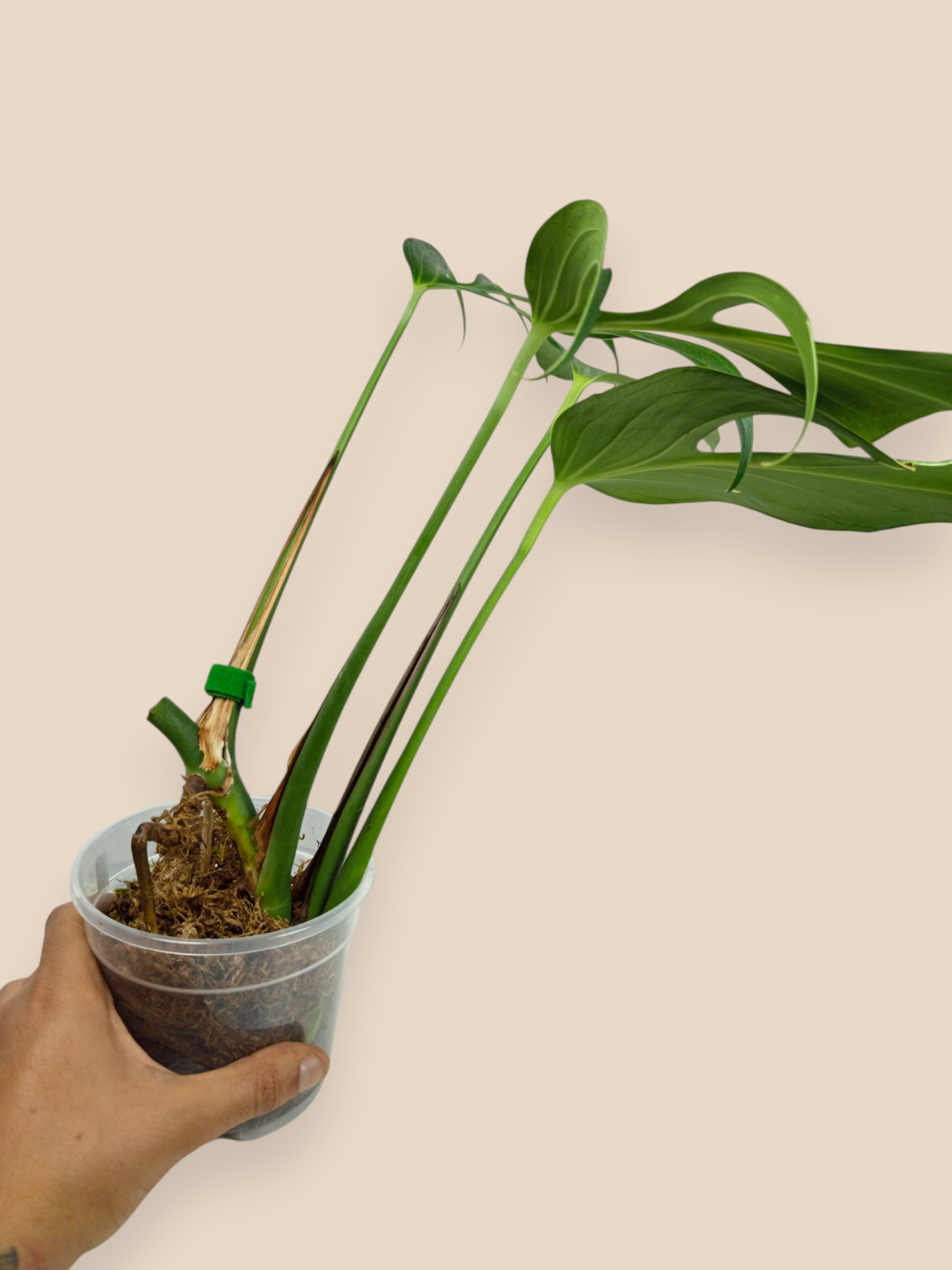Monstera Burle Marx Flame