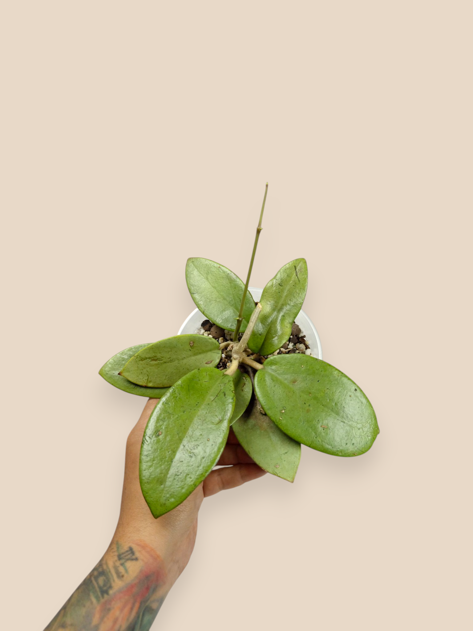 Hoya "Silver Dollar"