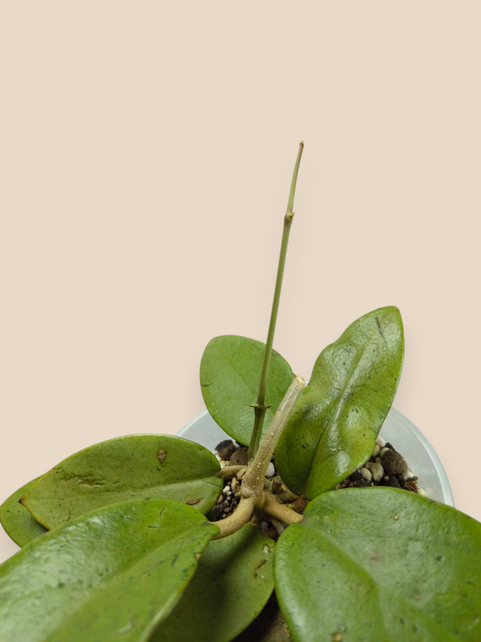 Hoya "Silver Dollar"