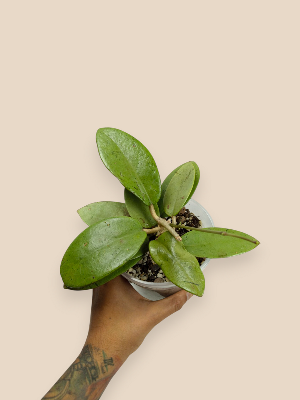 Hoya "Silver Dollar"