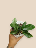 Hoya ‘Nova Ghost’