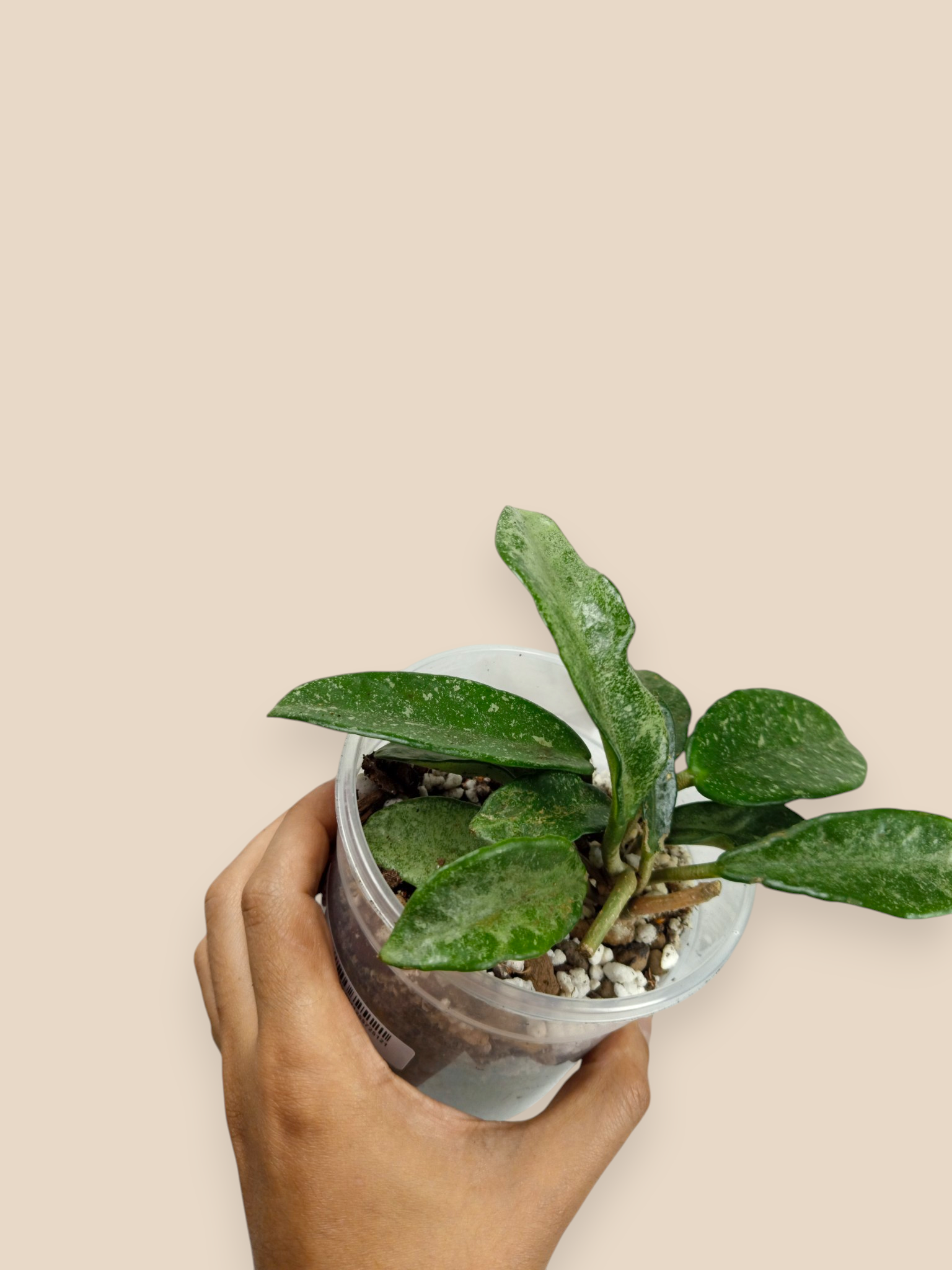 Hoya ‘Nova Ghost’