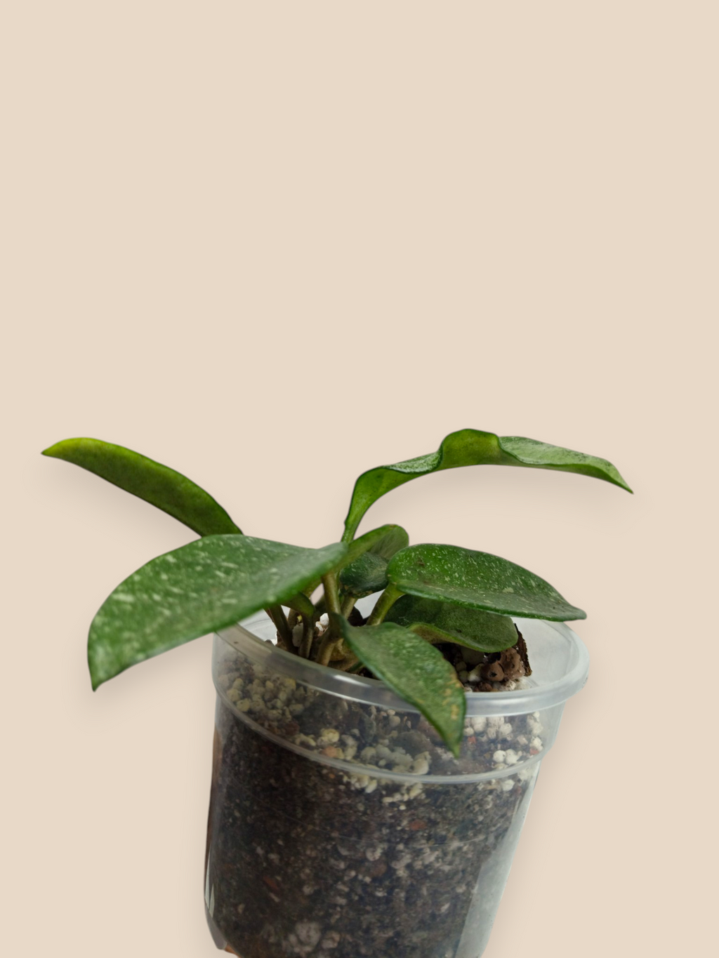 Hoya ‘Nova Ghost’