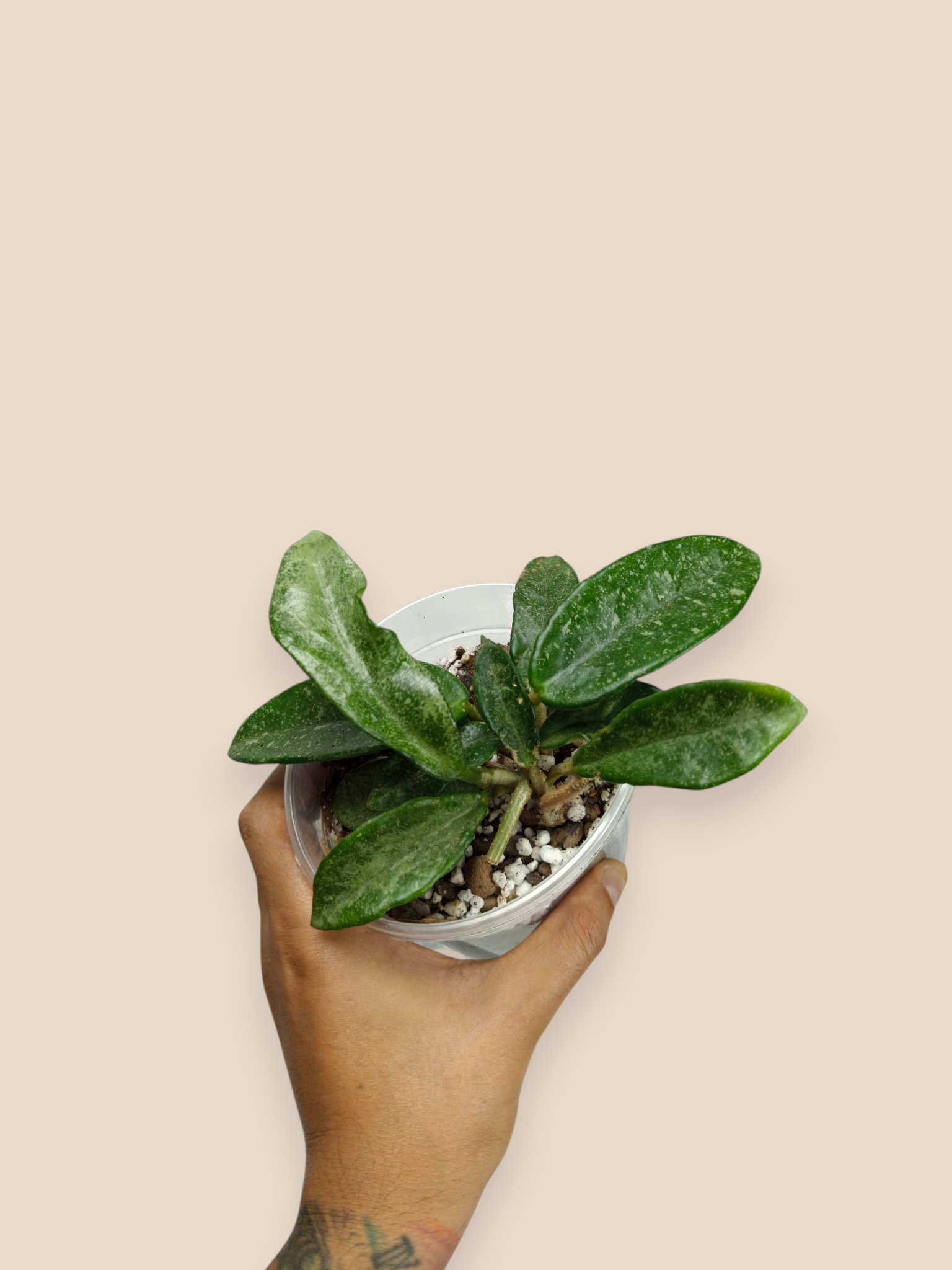 Hoya ‘Nova Ghost’