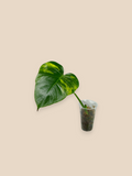 Monstera Aurea Marmota