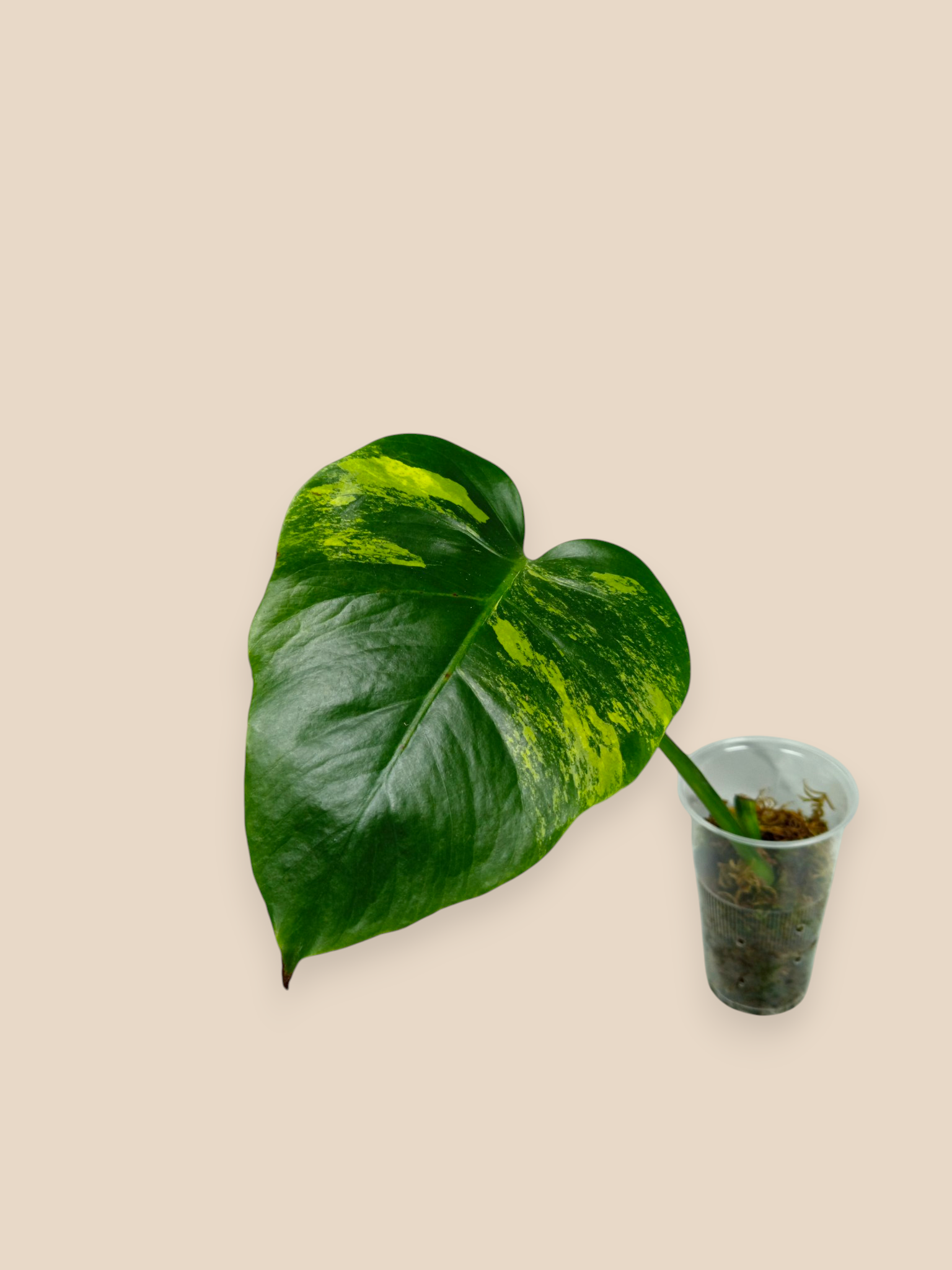 Monstera Aurea Marmota
