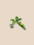Philodendron Florida Beauty x Mayoi