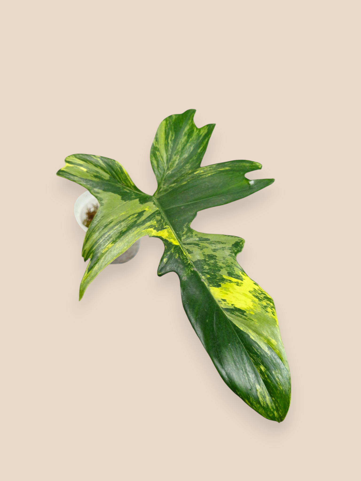 Philodendron Florida Beauty x Mayoi
