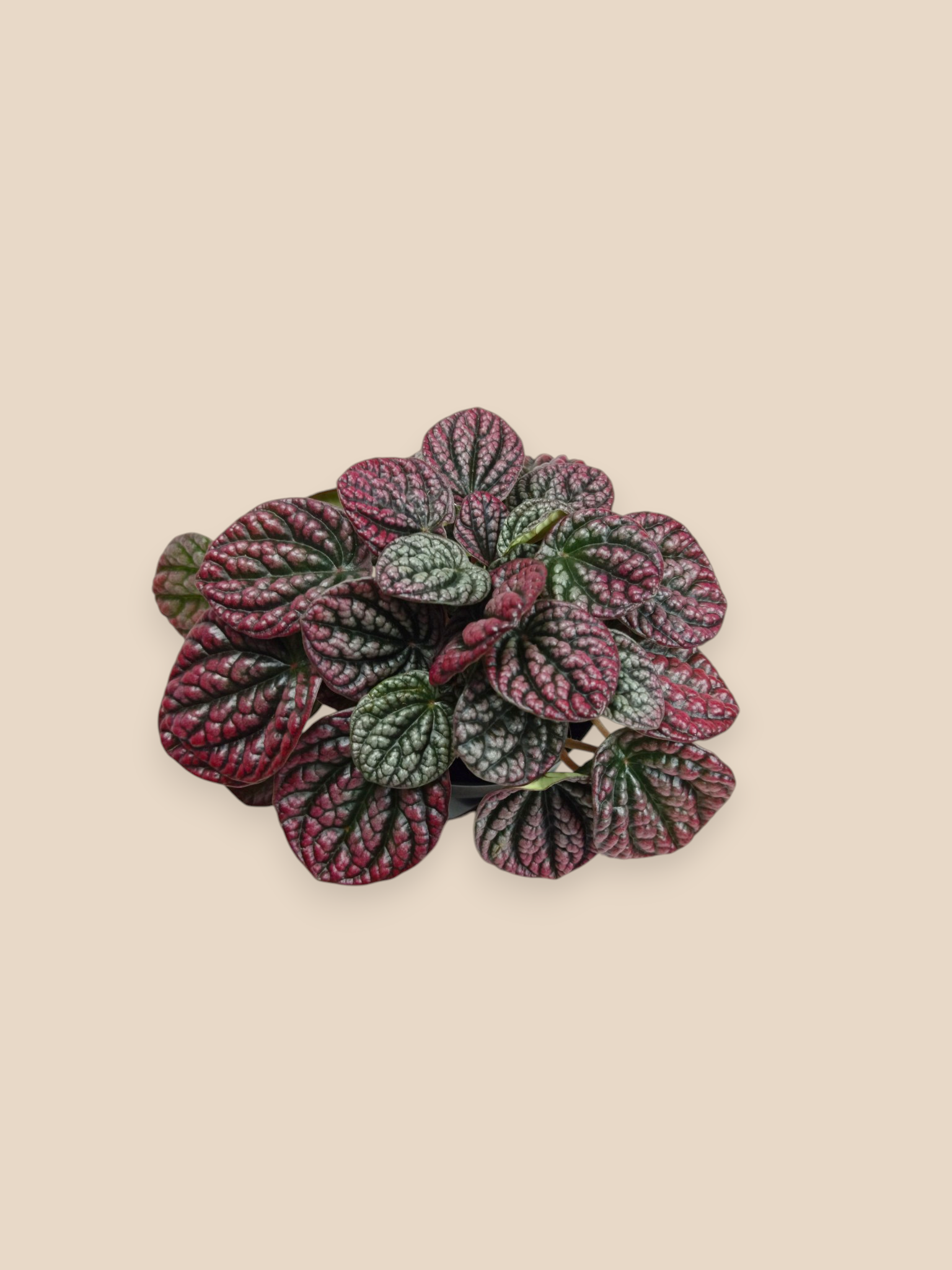Peperomia Burbella