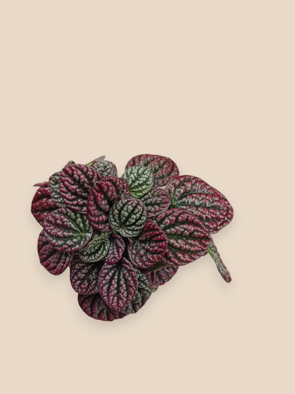 Peperomia Burbella