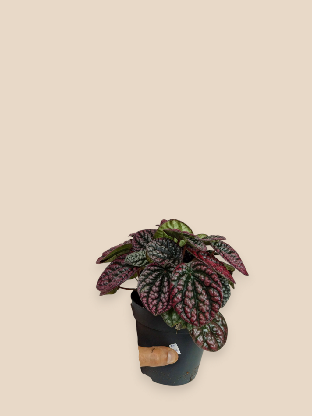 Peperomia Burbella