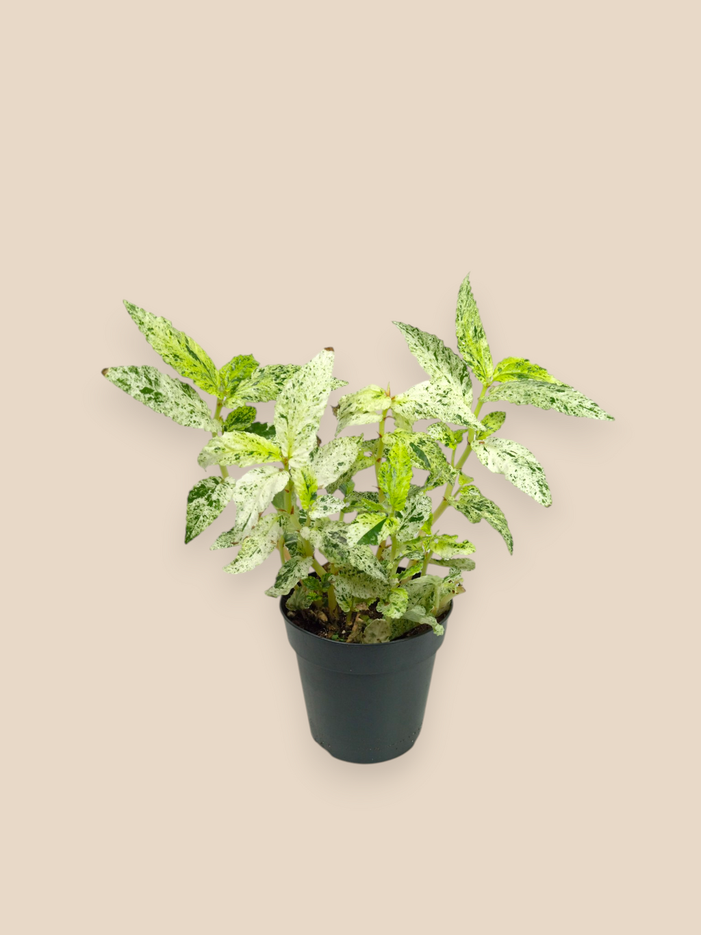 Pellionia Repens Variegated