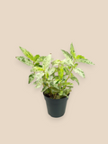 Pellionia Repens Variegated
