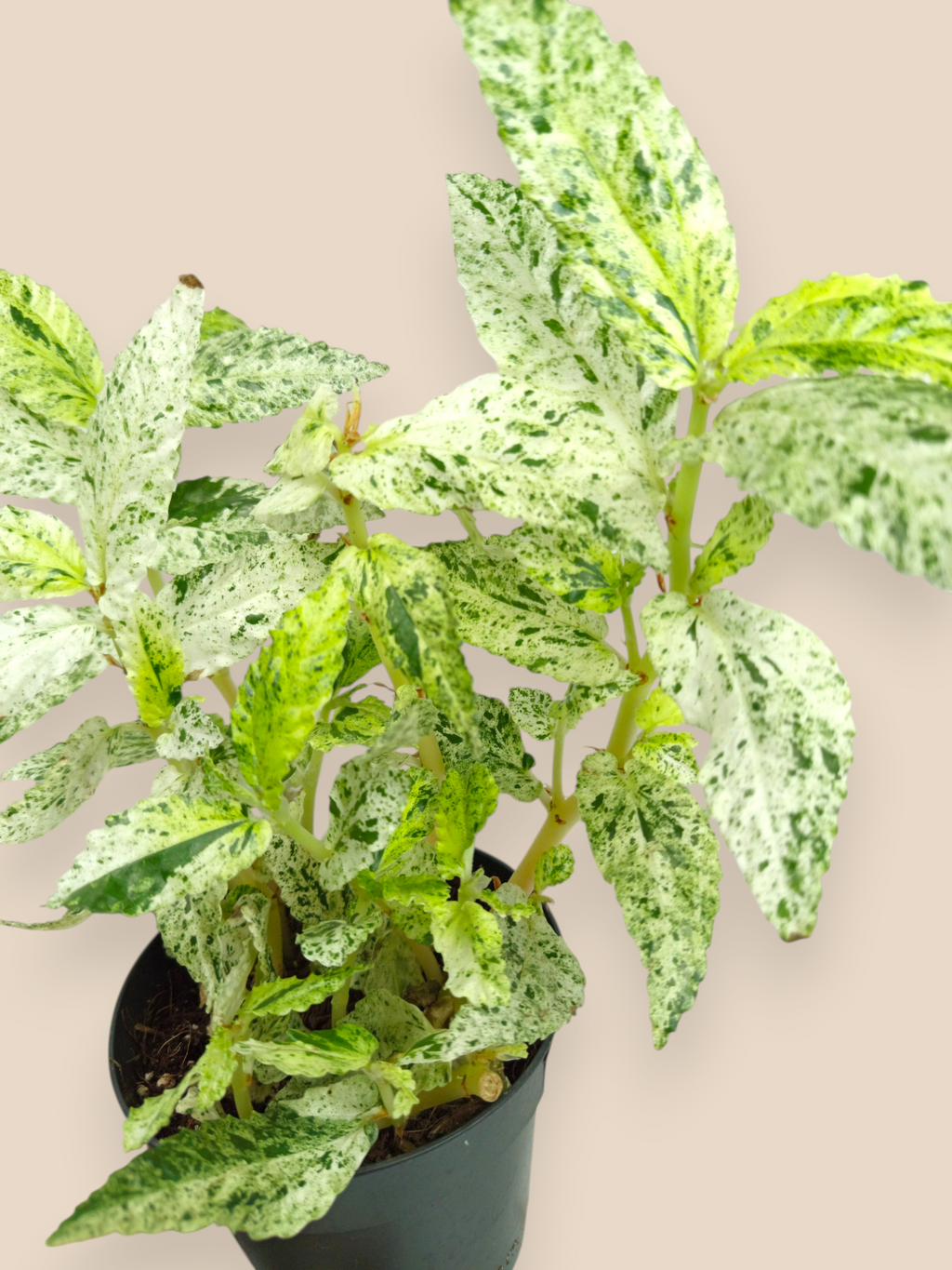 Pellionia Repens Variegated